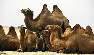 В Израиле поезд сбил стадо верблюдов В Израиле поезд сбил стадо верблюдов