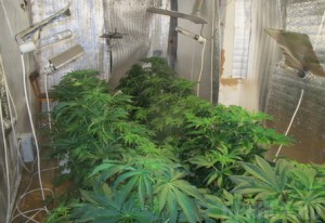 В Брянске обнаружена лаборатория по выращиванию конопли