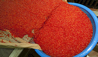 На Камчатке арестовали 577 кг красной икры На Камчатке арестовали 577 кг красной икры