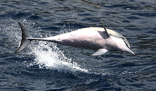Вирус убил в США более тысячи дельфинов Вирус убил в США более тысячи дельфинов