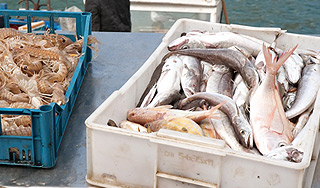 Отлов осетровых запрещен с 2014 года Отлов осетровых запрещен с 2014 года