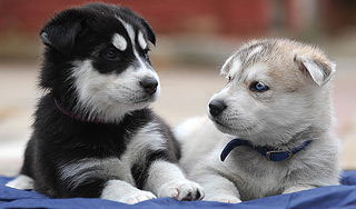 Путин подарил многодетной семье собаку Путин подарил многодетной семье собаку