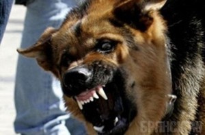 Судмедэксперты назвали причину смерти ребенка, загрызанного животным