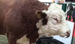 Немецкие коровы устроили взрыв на ферме Немецкие коровы устроили взрыв на ферме