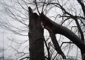 В Брянской области мужчина погиб от упавшего на голову дерева