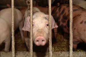 В Брянской области зафиксирован очаг африканской чумы свиней