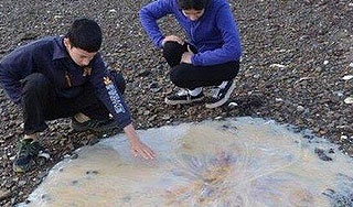 Гигантская медуза напугала австралийцев Гигантская медуза напугала австралийцев