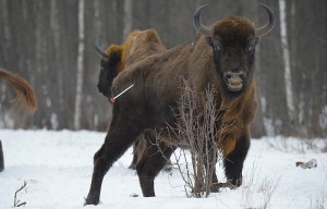 На зубров в заповеднике «Брянский лес» надели спутниковые ошейники Фото: Заповедник "Брянский лес"