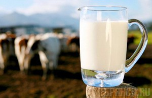 В брянском молоке обнаружили антибиотики, приводящие к глухоте