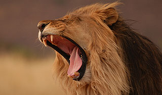 Лев откусил руку белорусскому повару Лев откусил руку белорусскому повару