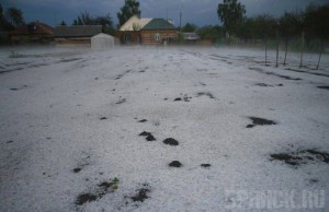 Минсельхоз возместит брянскому сельскому хозяйству ущерб от стихии Сильнейший град в Погаре уничтожил посевы