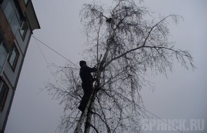 Волонтеры и спасатели вызволили из беды кота, просидевшего на дереве десять дней Фото: vk.com/pravo_na_zhizn32