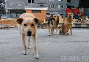 Прокуратура подала иск о запрете отлова бродячих собак