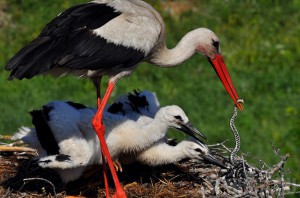В Брянске пройдет фотовыставка «Россия Заповедная» Фото: Заповедник "Брянский лес"