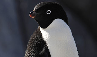 Влюбленная пингвиниха покорила Интернет Влюбленная пингвиниха покорила Интернет