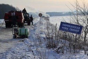 Вероятность распространения африканской чумы остается высокой