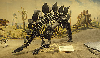 В Сибири нашли беззубого стегозавра В Сибири нашли беззубого стегозавра