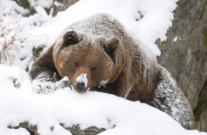 В заповеднике «Брянский лес» из-за оттепели проснулись медведи