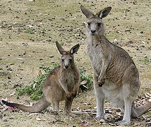 В зоопарке бродячие собаки загрызли кенгуру В зоопарке бродячие собаки загрызли кенгуру