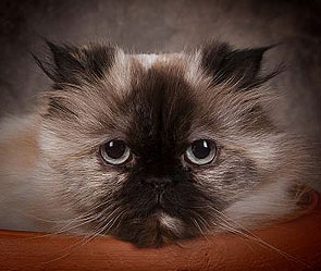 Разъяренный кот взял в заложники хозяев Разъяренный кот взял в заложники хозяев