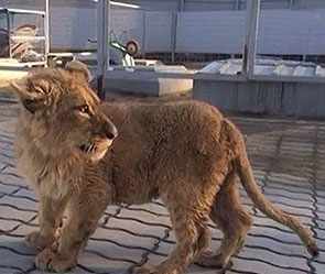По заправке в Подмосковье разгуливает лев По заправке в Подмосковье разгуливает лев