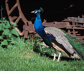 Кот съел павлина премьер-министра Пакистана Кот съел павлина премьер-министра Пакистана