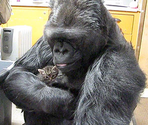 Говорящая горилла воспитывает котят Говорящая горилла воспитывает котят