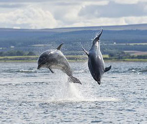 Флот вооружится боевыми дельфинами Флот вооружится боевыми дельфинами