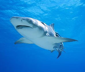 Акула два часа катала рыбака по океану Акула два часа катала рыбака по океану