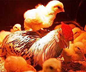 Гамбургский петух нянчит чужих цыплят Гамбургский петух нянчит чужих цыплят