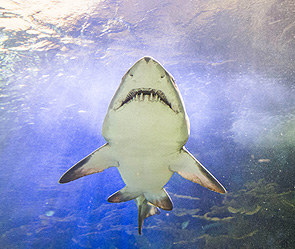 В Австралии акула утащила женщину в океан В Австралии акула утащила женщину в океан