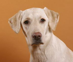 Собаку вызвали в суд для дачи показаний Собаку вызвали в суд для дачи показаний