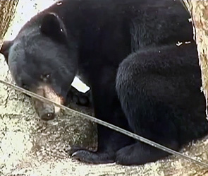 Застрявшему медведю помогли спасатели Застрявшему медведю помогли спасатели