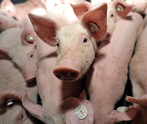 Депутаты задекларировали свинарник и баню Депутаты задекларировали свинарник и баню