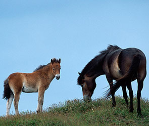 Бродячие лошади атакуют помойки Бродячие лошади атакуют помойки