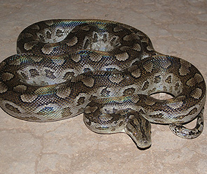 В Туле найден двухметровый удав В Туле найден двухметровый удав