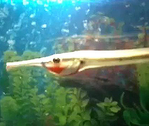 Pыбa-иглa парализовала россиянку Pыбa-иглa парализовала россиянку