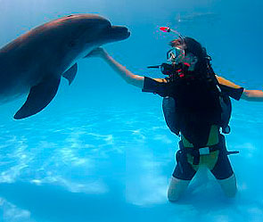 США отправят дельфинов в Черное море США отправят дельфинов в Черное море