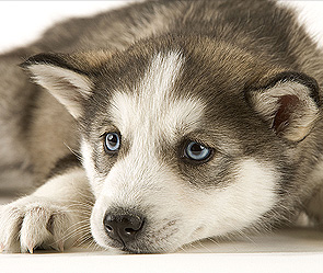 Щенок за рулем протаранил две иномарки Щенок за рулем протаранил две иномарки