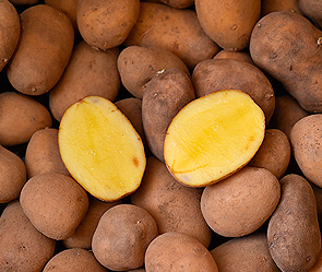 Белорусы вырастят ГМО-картофель Белорусы вырастят ГМО-картофель