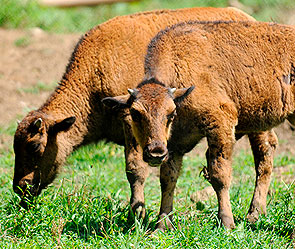 В Кузбассе вор увез телят на легковушке В Кузбассе вор увез телят на легковушке