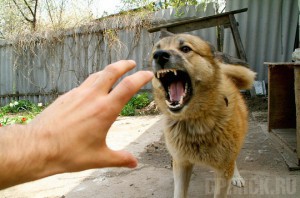 Осторожно, бешеные животные