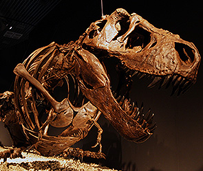 Найден самый большой динозавр Найден самый большой динозавр