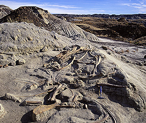 В Аргентине найдено кладбище динозавров В Аргентине найдено кладбище динозавров