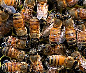 В США перевернулся фургон с 20 млн пчел В США перевернулся фургон с 20 млн пчел