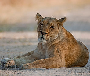 Львицу перевозили в поезде под видом кошки Львицу перевозили в поезде под видом кошки