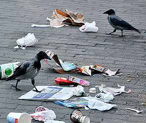 Озверевшие вороны атакуют людей (ВИДЕО) Озверевшие вороны атакуют людей (ВИДЕО)