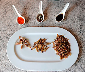 Космонавты Китая сели на "диету из червей" Космонавты Китая сели на "диету из червей"