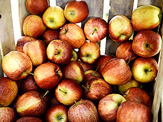 В грузовике с яблоками нашли 189 кг героина В грузовике с яблоками нашли 189 кг героина