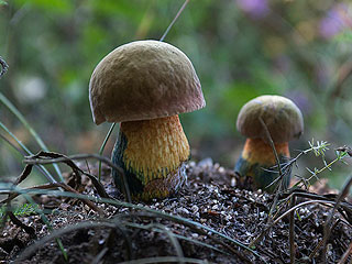 Корейцы создали грибной спортивный напиток Корейцы создали грибной спортивный напиток